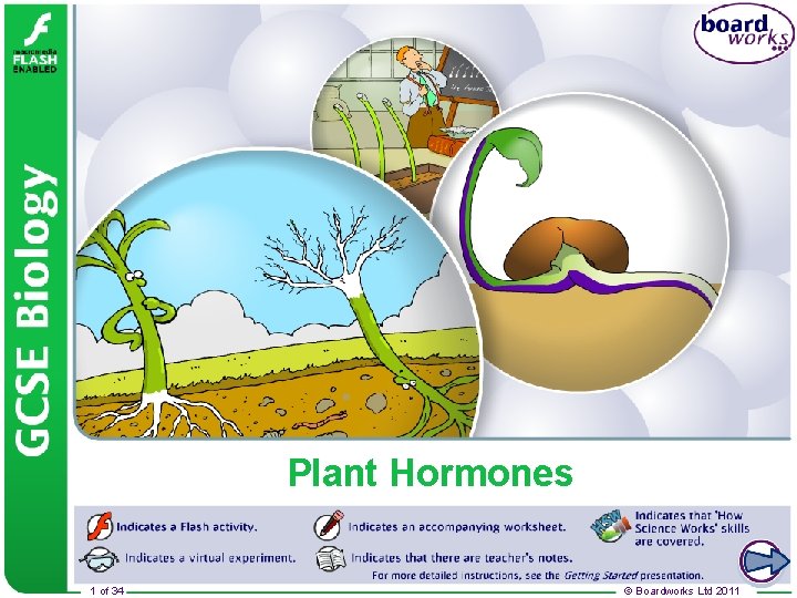 Plant Hormones 1 of 34 © Boardworks Ltd 2011 