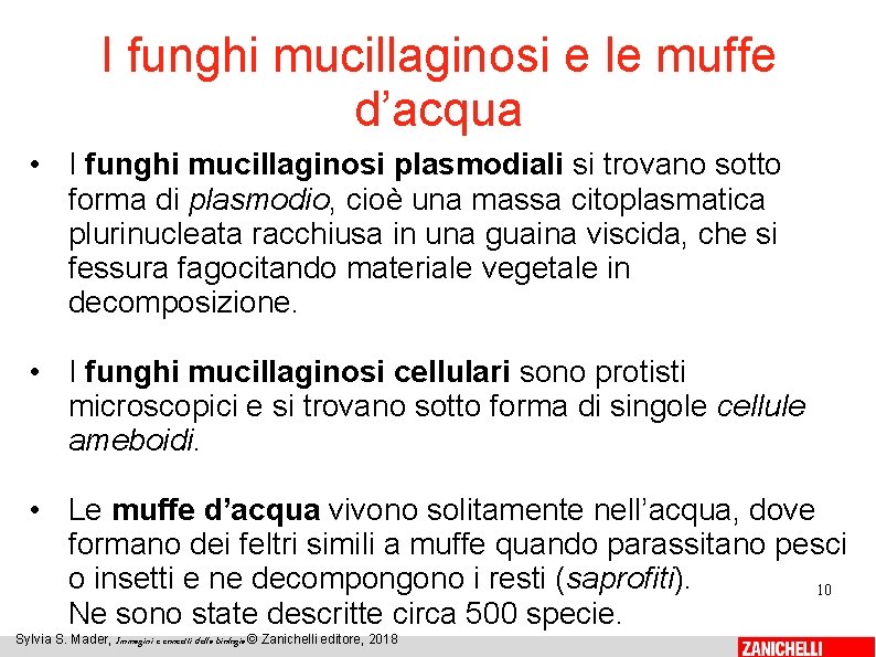 I funghi mucillaginosi e le muffe d’acqua • I funghi mucillaginosi plasmodiali si trovano