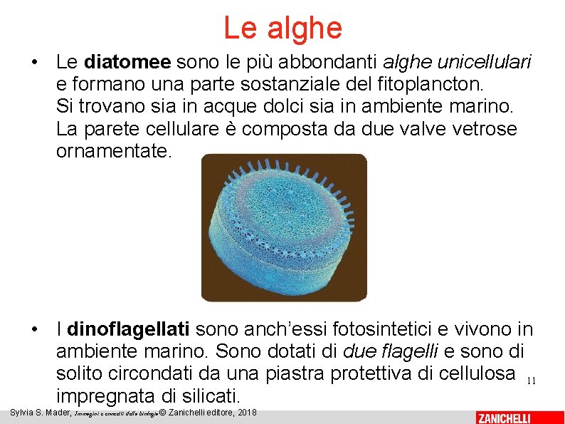 Le alghe • Le diatomee sono le più abbondanti alghe unicellulari e formano una