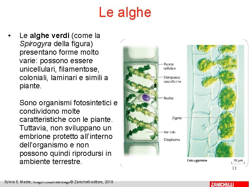 Le alghe • Le alghe verdi (come la Spirogyra della figura) presentano forme molto