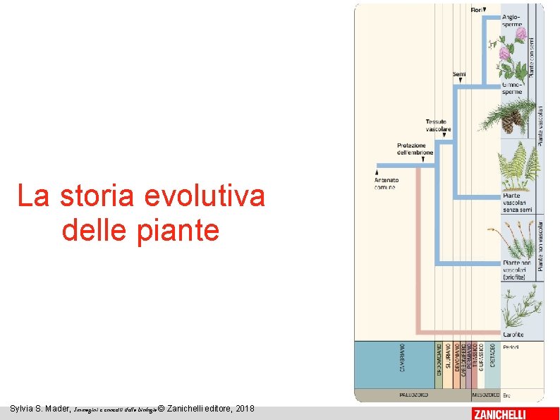 La storia evolutiva delle piante 17 Sylvia S. Mader, Immagini e concetti della biologia