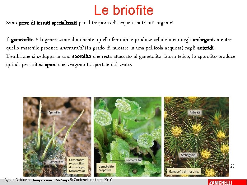 Le briofite Sono prive di tessuti specializzati per il trasporto di acqua e nutrienti