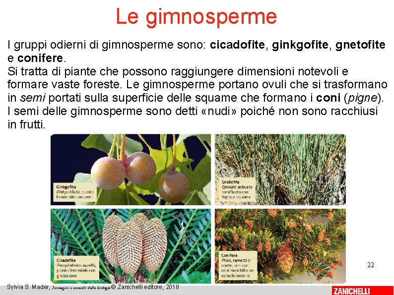 Le gimnosperme I gruppi odierni di gimnosperme sono: cicadofite, ginkgofite, gnetofite e conifere. Si