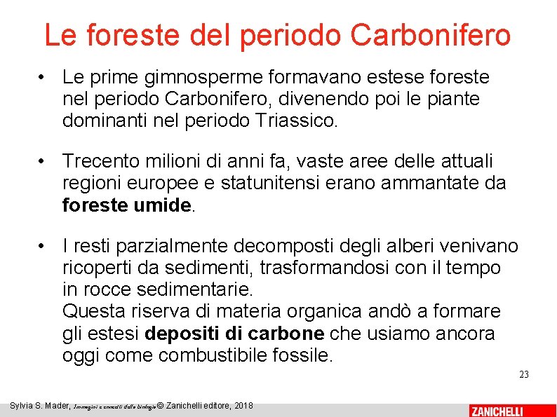 Le foreste del periodo Carbonifero • Le prime gimnosperme formavano estese foreste nel periodo
