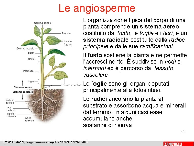 Le angiosperme L’organizzazione tipica del corpo di una pianta comprende un sistema aereo costituito
