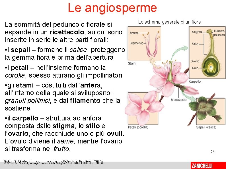 Le angiosperme La sommità del peduncolo fiorale si espande in un ricettacolo, su cui