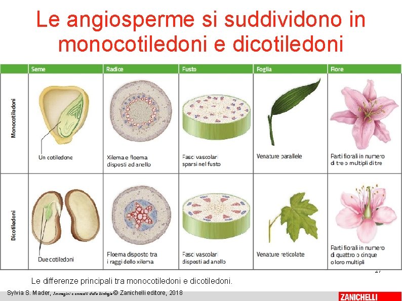 Le angiosperme si suddividono in monocotiledoni e dicotiledoni 27 Le differenze principali tra monocotiledoni