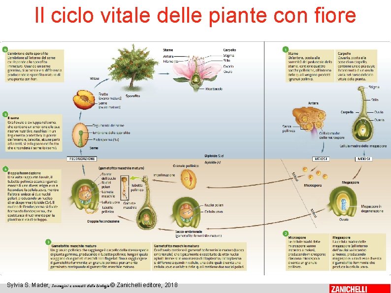 Il ciclo vitale delle piante con fiore 28 Sylvia S. Mader, Immagini e concetti