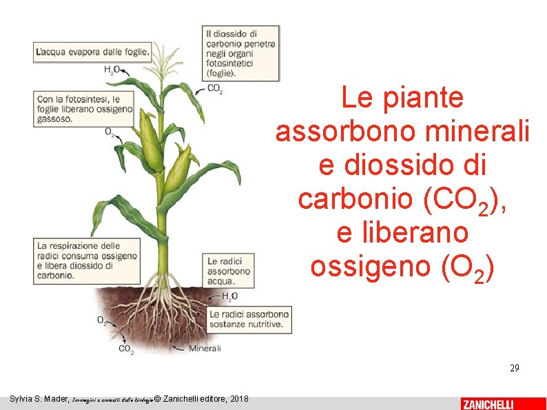 Le piante assorbono minerali e diossido di carbonio (CO 2), e liberano ossigeno (O