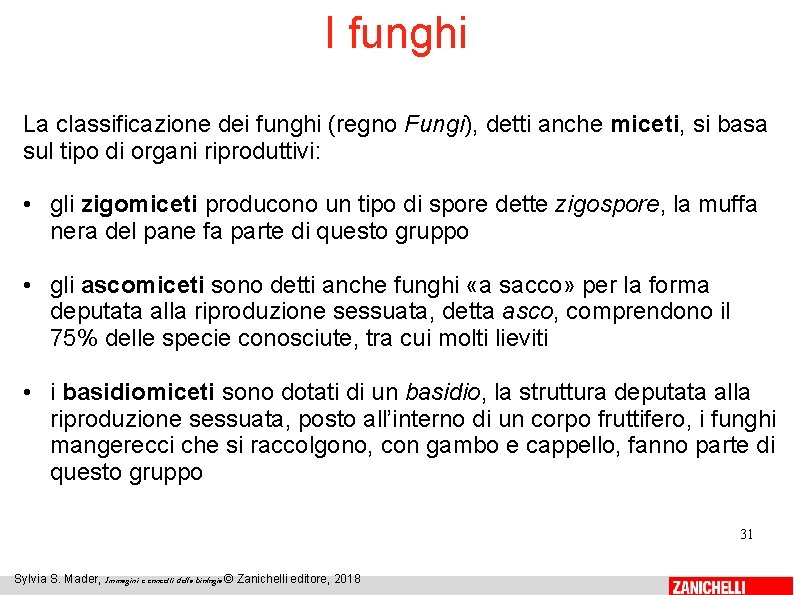 I funghi La classificazione dei funghi (regno Fungi), detti anche miceti, si basa sul