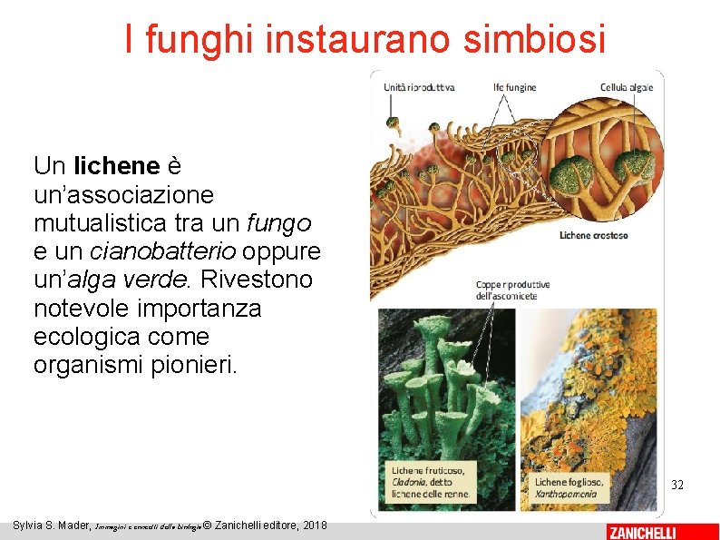 I funghi instaurano simbiosi Un lichene è un’associazione mutualistica tra un fungo e un