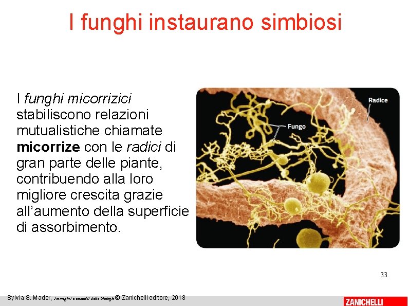 I funghi instaurano simbiosi I funghi micorrizici stabiliscono relazioni mutualistiche chiamate micorrize con le