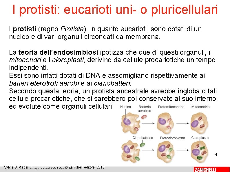 I protisti: eucarioti uni- o pluricellulari I protisti (regno Protista), in quanto eucarioti, sono