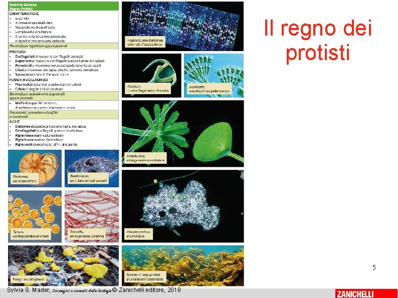 Il regno dei protisti 5 Sylvia S. Mader, Immagini e concetti della biologia ©