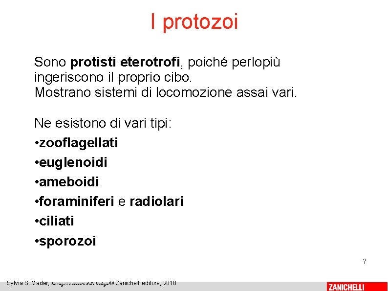 I protozoi Sono protisti eterotrofi, poiché perlopiù ingeriscono il proprio cibo. Mostrano sistemi di