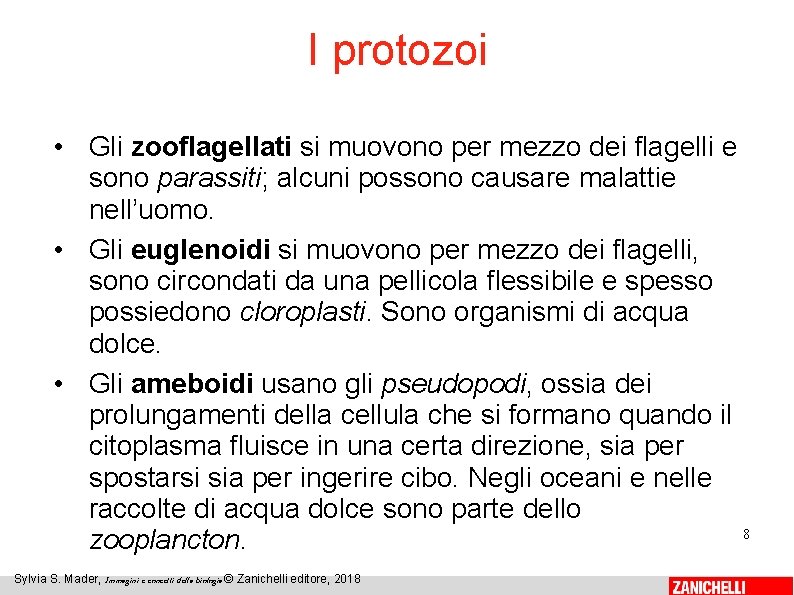 I protozoi • Gli zooflagellati si muovono per mezzo dei flagelli e sono parassiti;