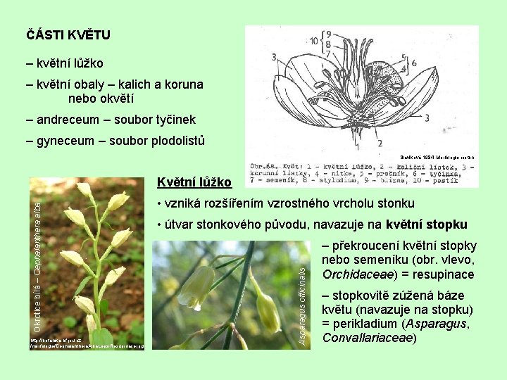 ČÁSTI KVĚTU – květní lůžko – květní obaly – kalich a koruna nebo okvětí