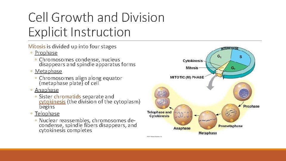 Cell Growth and Division Explicit Instruction Mitosis is divided up into four stages ◦