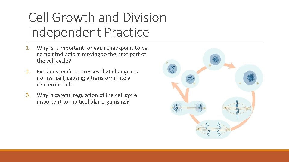 Cell Growth and Division Independent Practice 1. Why is it important for each checkpoint