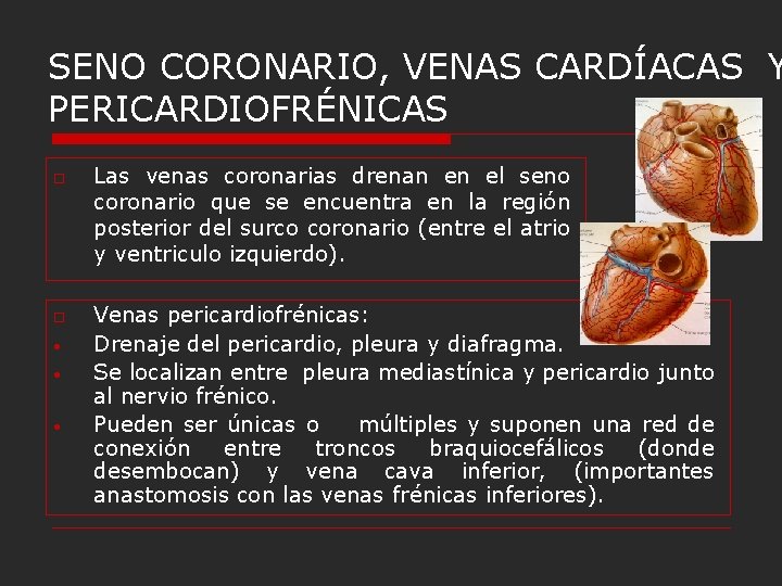 SENO CORONARIO, VENAS CARDÍACAS Y PERICARDIOFRÉNICAS o o • • • Las venas coronarias