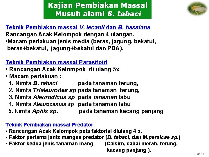 Kajian Pembiakan Massal Musuh alami B. tabaci Teknik Pembiakan massal V. lecanii dan B.