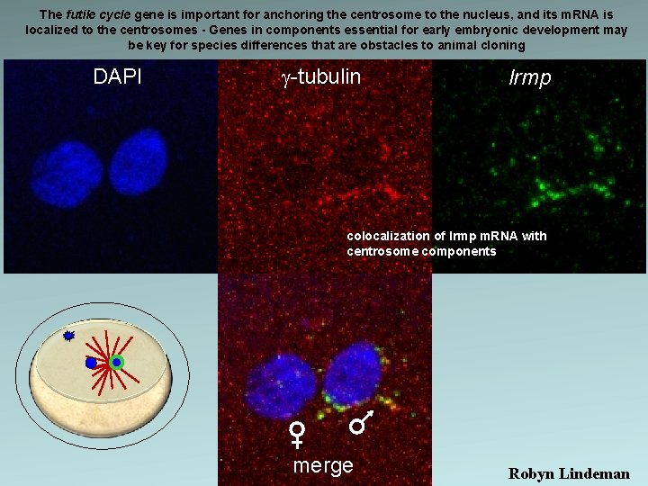 The futile cycle gene is important for anchoring the centrosome to the nucleus, and