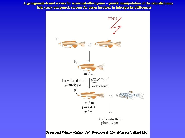 A gynogenesis-based screen for maternal-effect genes – genetic manipulation of the zebrafish may help