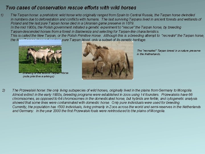 Two cases of conservation rescue efforts with wild horses 1) The Tarpan horse: a