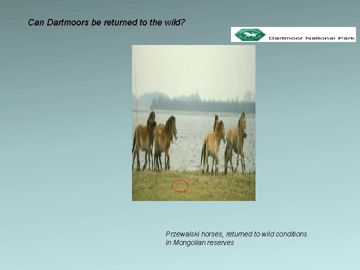 Can Dartmoors be returned to the wild? Przewalski horses, returned to wild conditions in