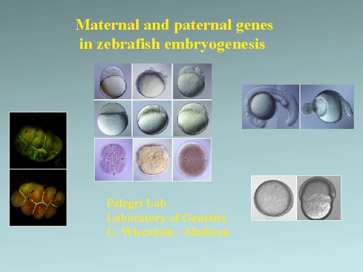 Maternal and paternal genes in zebrafish embryogenesis Pelegri Laboratory of Genetics U. Wisconsin -