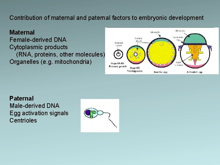 Contribution of maternal and paternal factors to embryonic development Maternal Female-derived DNA Cytoplasmic products