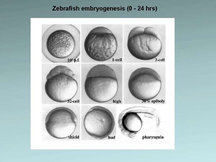 Zebrafish embryogenesis (0 - 24 hrs) 