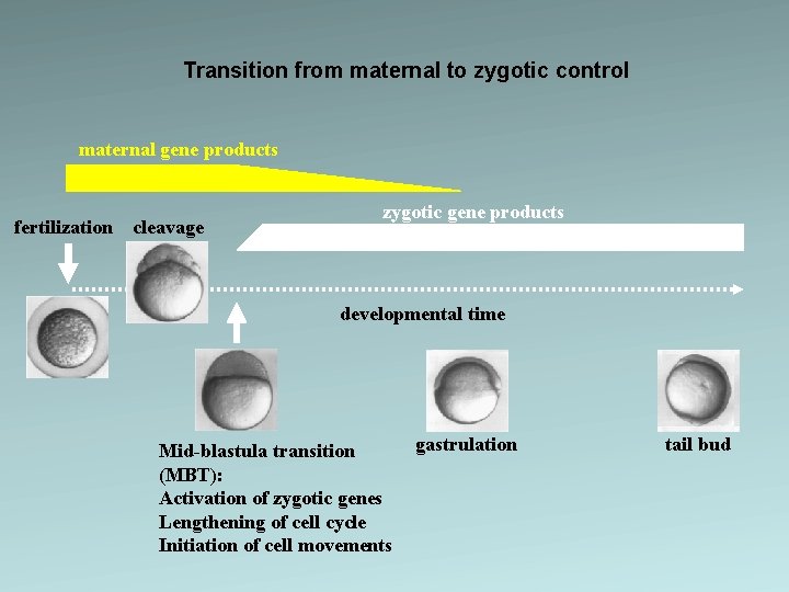 Transition from maternal to zygotic control maternal gene products fertilization cleavage zygotic gene products