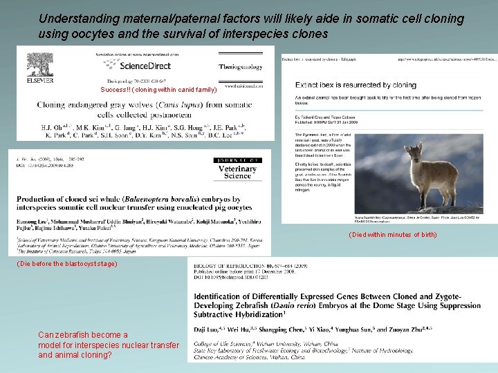 Understanding maternal/paternal factors will likely aide in somatic cell cloning using oocytes and the