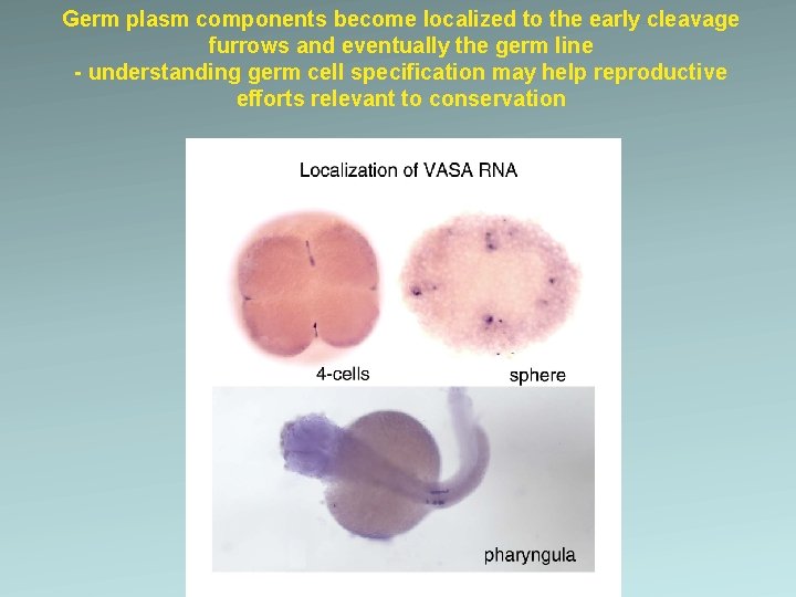 Germ plasm components become localized to the early cleavage furrows and eventually the germ