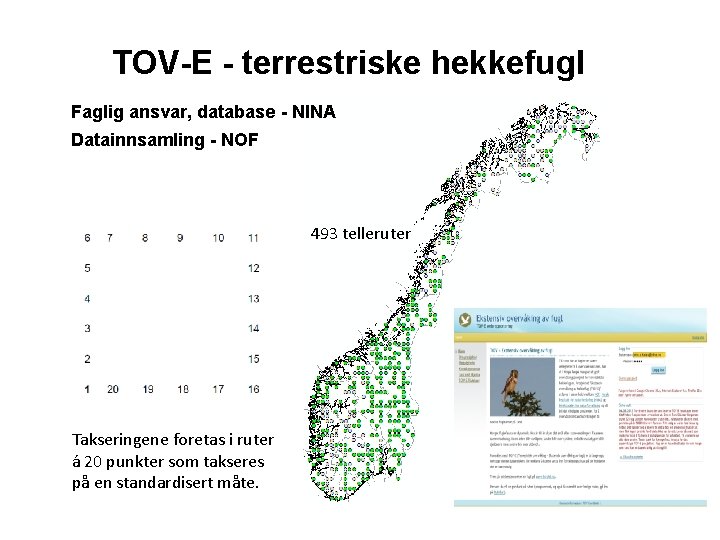 TOV-E - terrestriske hekkefugl Faglig ansvar, database - NINA Datainnsamling - NOF 493 telleruter