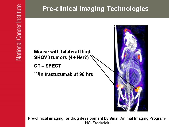 Pre-clinical Imaging Technologies Mouse with bilateral thigh SKOV 3 tumors (4+ Her 2) CT