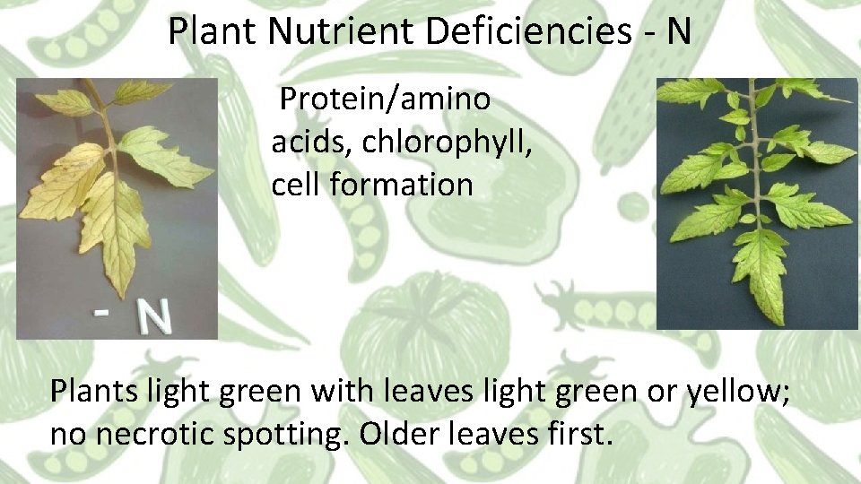 Plant Nutrient Deficiencies - N Protein/amino acids, chlorophyll, cell formation Plants light green with