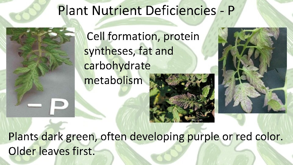 Plant Nutrient Deficiencies - P Cell formation, protein syntheses, fat and carbohydrate metabolism Plants