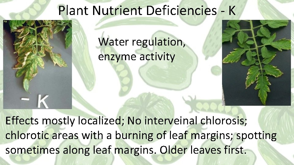 Plant Nutrient Deficiencies - K Water regulation, enzyme activity Effects mostly localized; No interveinal