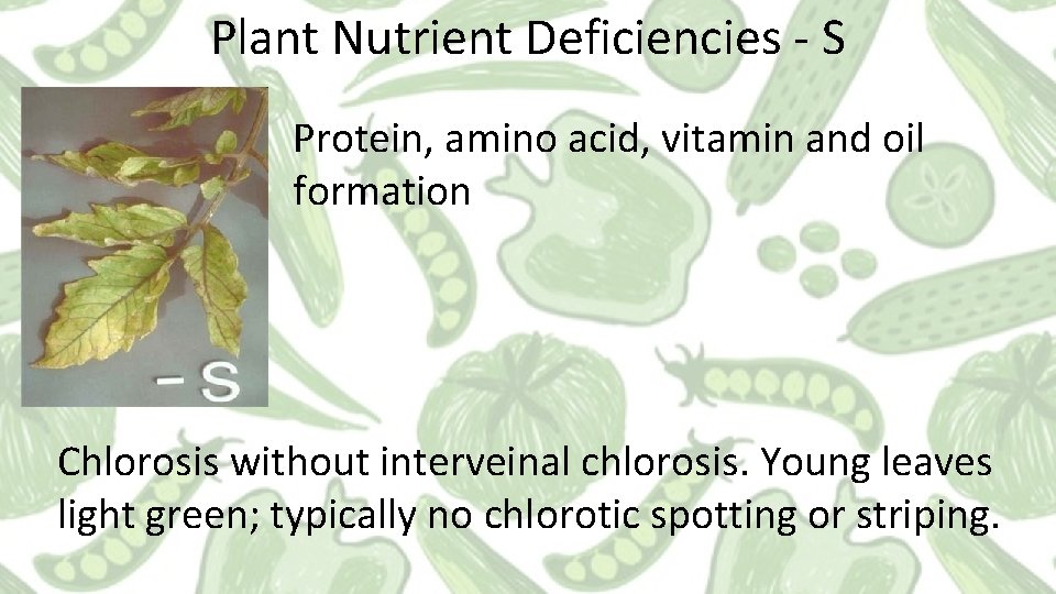 Plant Nutrient Deficiencies - S Protein, amino acid, vitamin and oil formation Chlorosis without