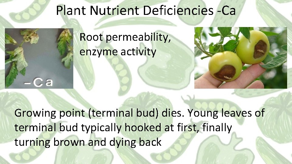 Plant Nutrient Deficiencies -Ca Root permeability, enzyme activity Growing point (terminal bud) dies. Young