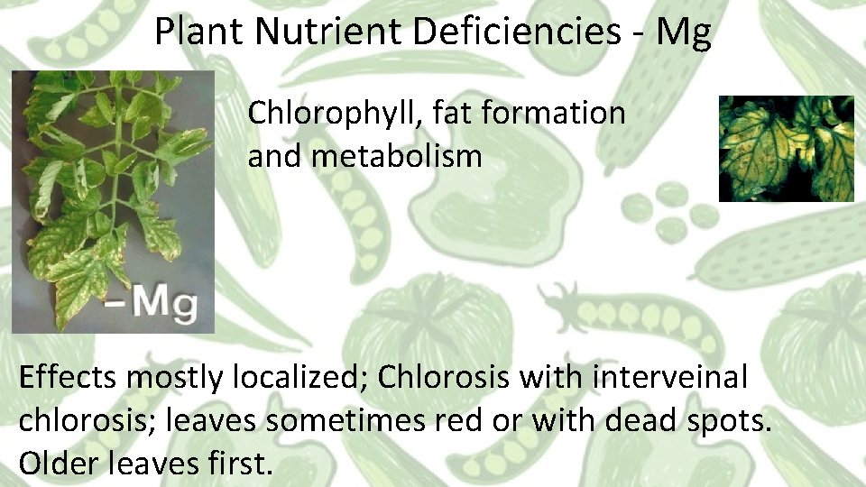 Plant Nutrient Deficiencies - Mg Chlorophyll, fat formation and metabolism Effects mostly localized; Chlorosis