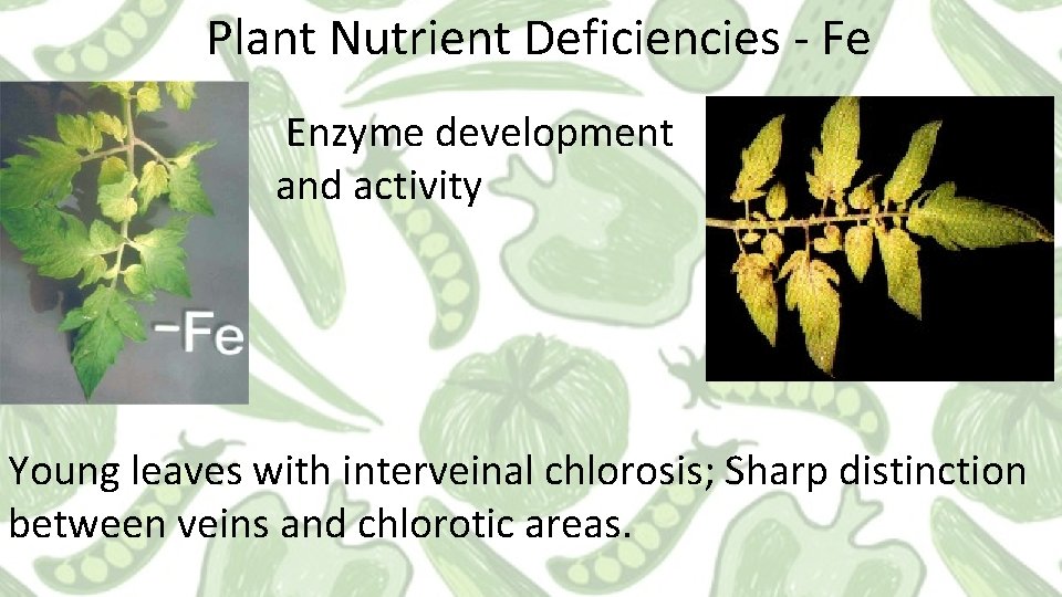 Plant Nutrient Deficiencies - Fe Enzyme development and activity Young leaves with interveinal chlorosis;