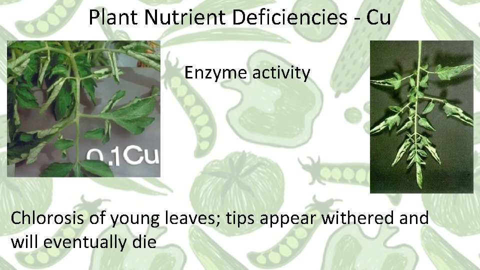 Plant Nutrient Deficiencies - Cu Enzyme activity Chlorosis of young leaves; tips appear withered