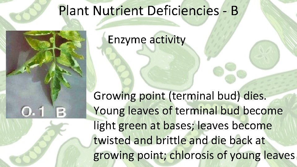 Plant Nutrient Deficiencies - B Enzyme activity Growing point (terminal bud) dies. Young leaves