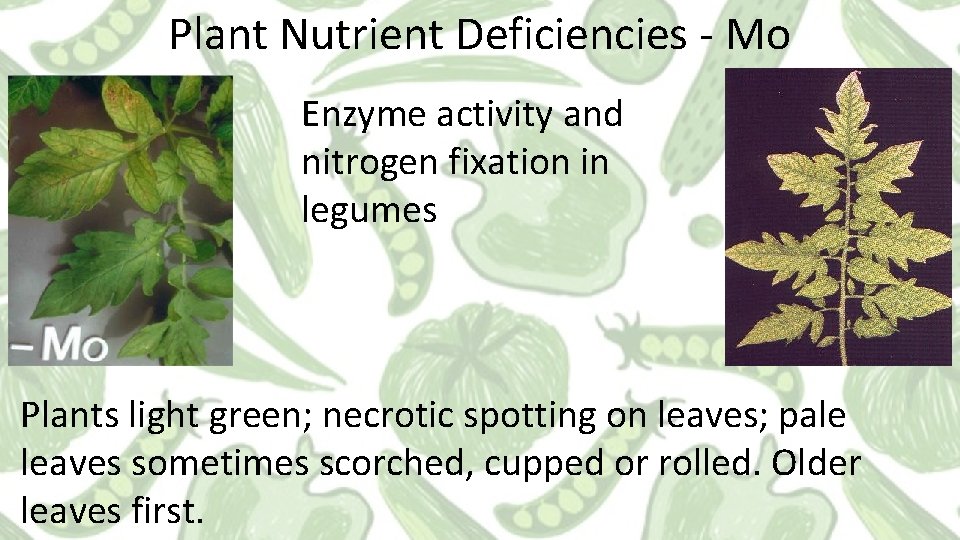 Plant Nutrient Deficiencies - Mo Enzyme activity and nitrogen fixation in legumes Plants light