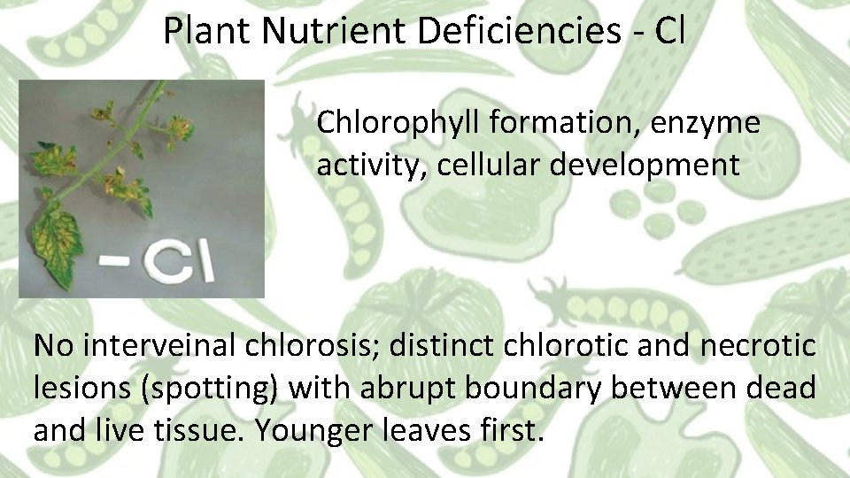 Plant Nutrient Deficiencies - Cl Chlorophyll formation, enzyme activity, cellular development No interveinal chlorosis;