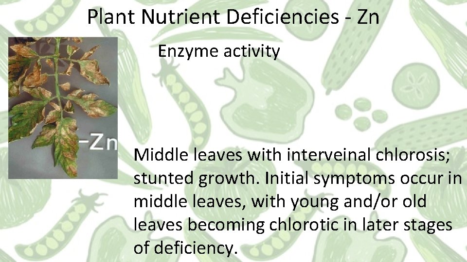 Plant Nutrient Deficiencies - Zn Enzyme activity Middle leaves with interveinal chlorosis; stunted growth.