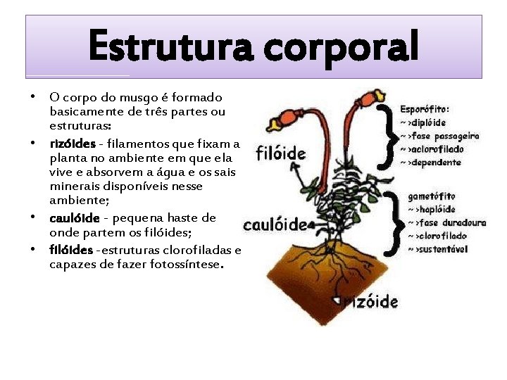 Estrutura corporal • O corpo do musgo é formado basicamente de três partes ou